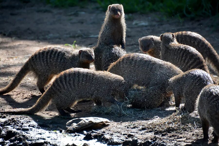 мангуст против змеи. карликовый мангуст.