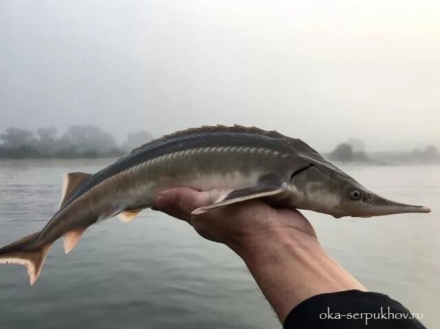 рыбы которые водятся в оке. река ока рыба водится. хищная рыба в реке ока. река ока рыба водится. рыба в реке ока.