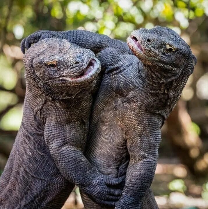 гигантский комодский варан. вараны острова комодо. комодский варан. комодо ящерица. вараны острова комодо.