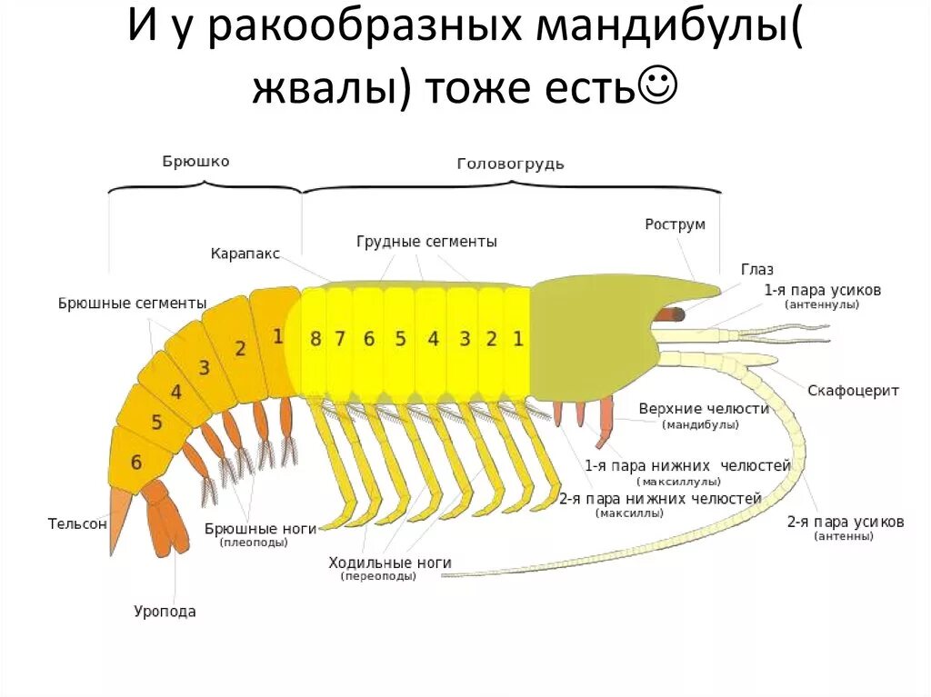 Схема ракообразного. Конечности креветки и их функции. Внешнее строение креветки. Строение креветки. Карапакс у ракообразных.