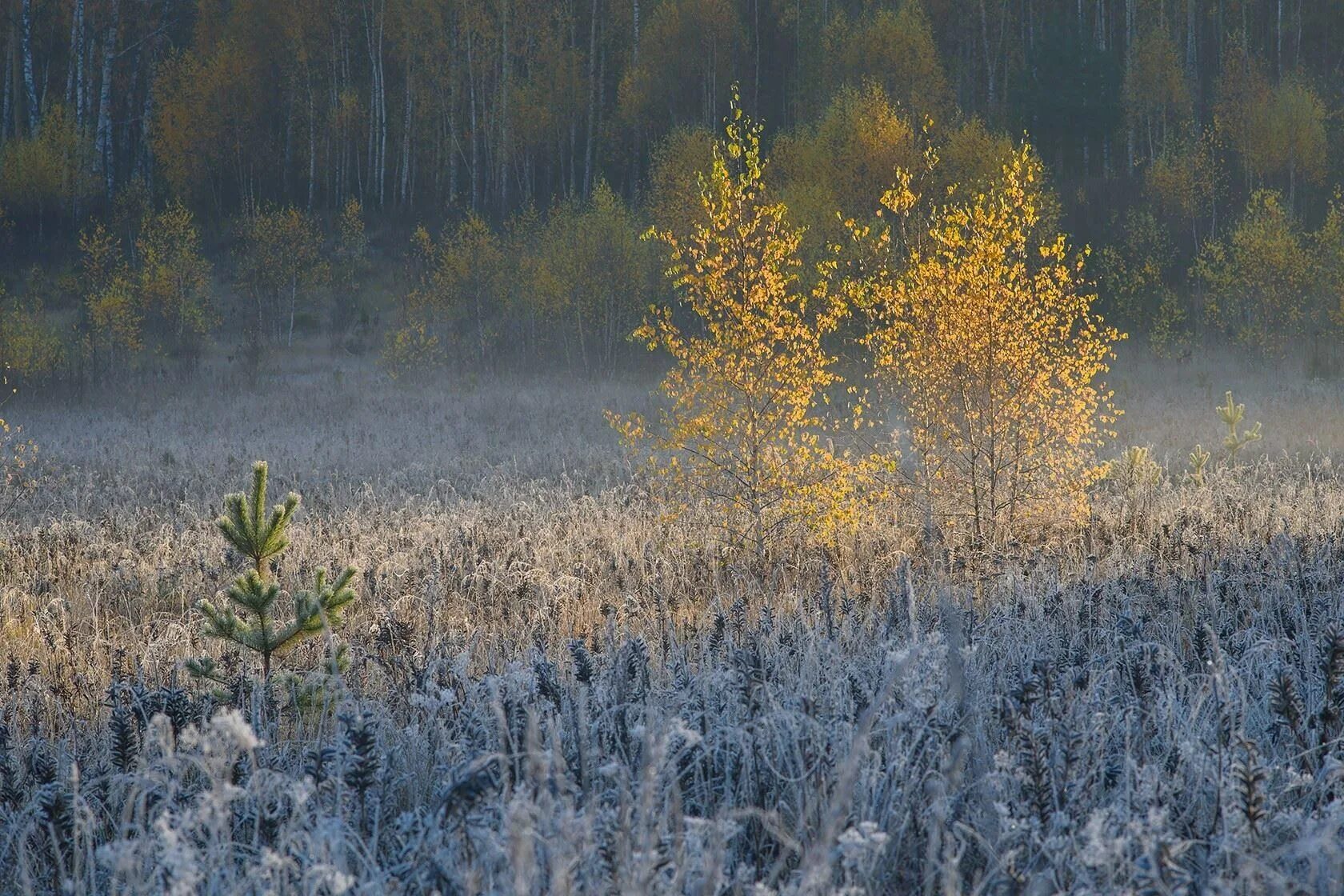 Осенние заморозки в деревне. Заморозки на полях. Заморозок поле. Фото летние заморозки в России.
