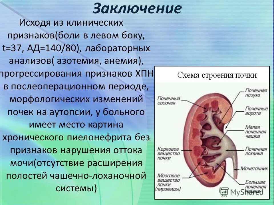 Деформация члс почек. Члс почек расширена что это. Схема чашечно лоханочной системы. Анатомия члс почек. Расширение чашечно-лоханочной системы почек на узи.