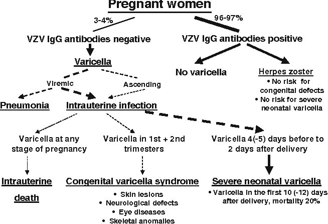 Varicella zoster virus igg. Varicella zoster herpes virus дифференциальный диагноз. Varicella-zoster virus IGG повышен.