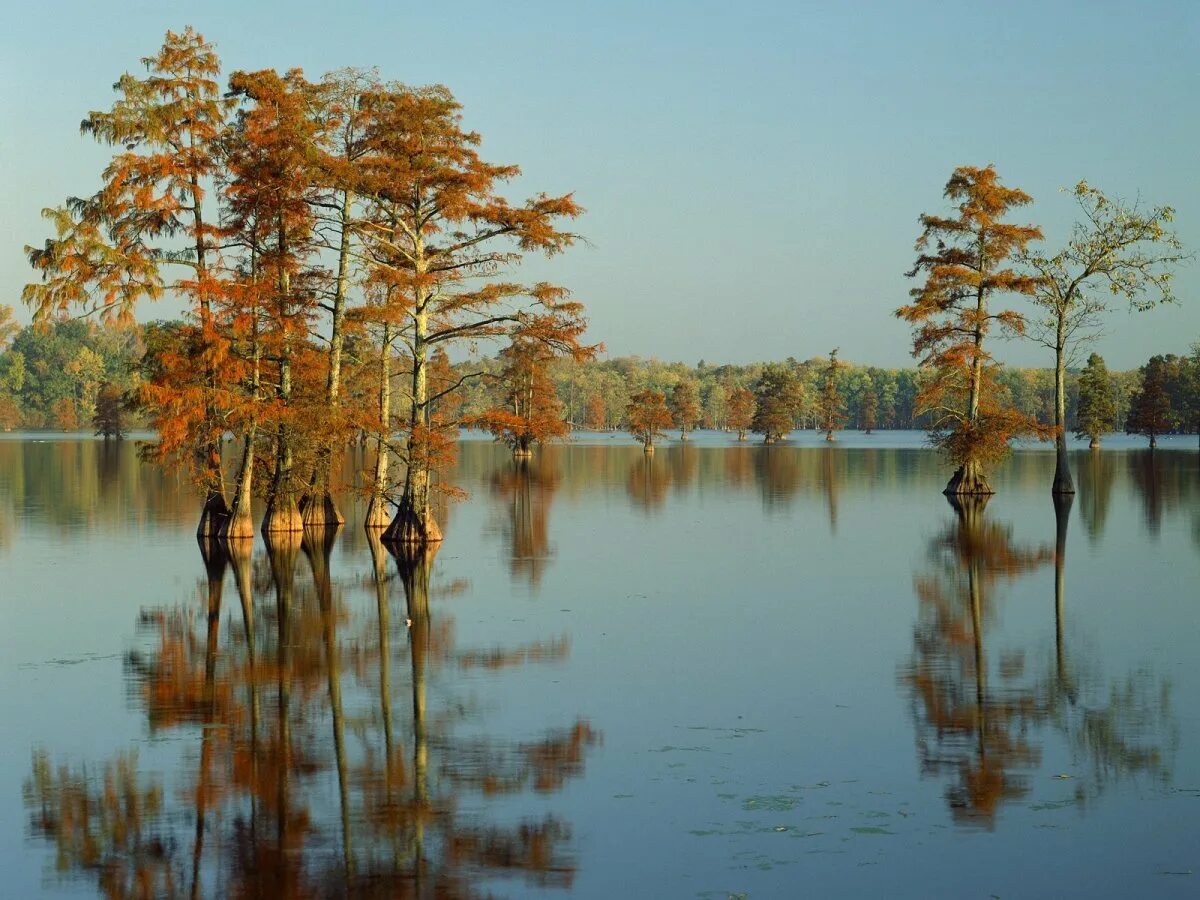Иллинойс озеро хрустальное. Отражение деревьев в воде. Деревья отражаются в воде. Отражение деревьев в реке.