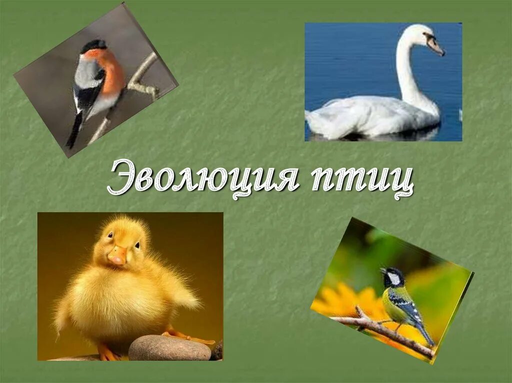 Эволюция птиц. Эволюция птиц презентация. Эволюционное развитие птиц. Выдели птиц.