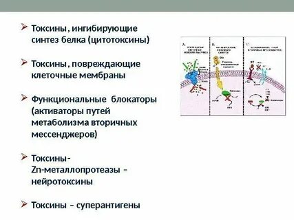 Белки токсины примеры