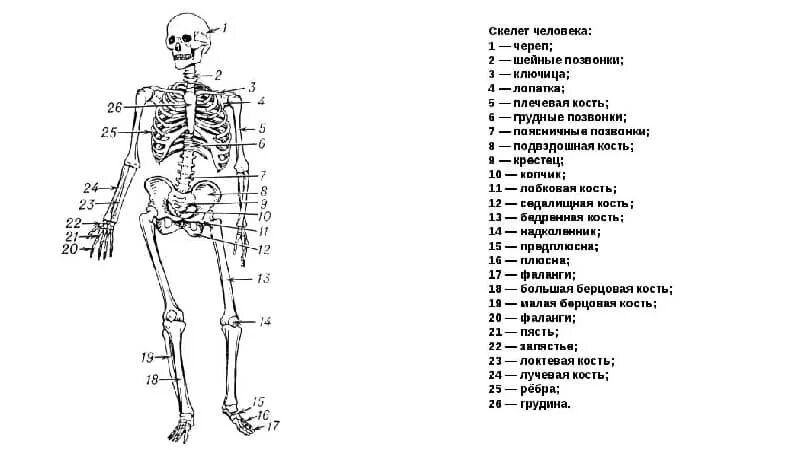 Строение костей человека с названиями. Анатомия скелета человека с названиями костей на русском языке. Скелет человека с названием костей вид спереди.