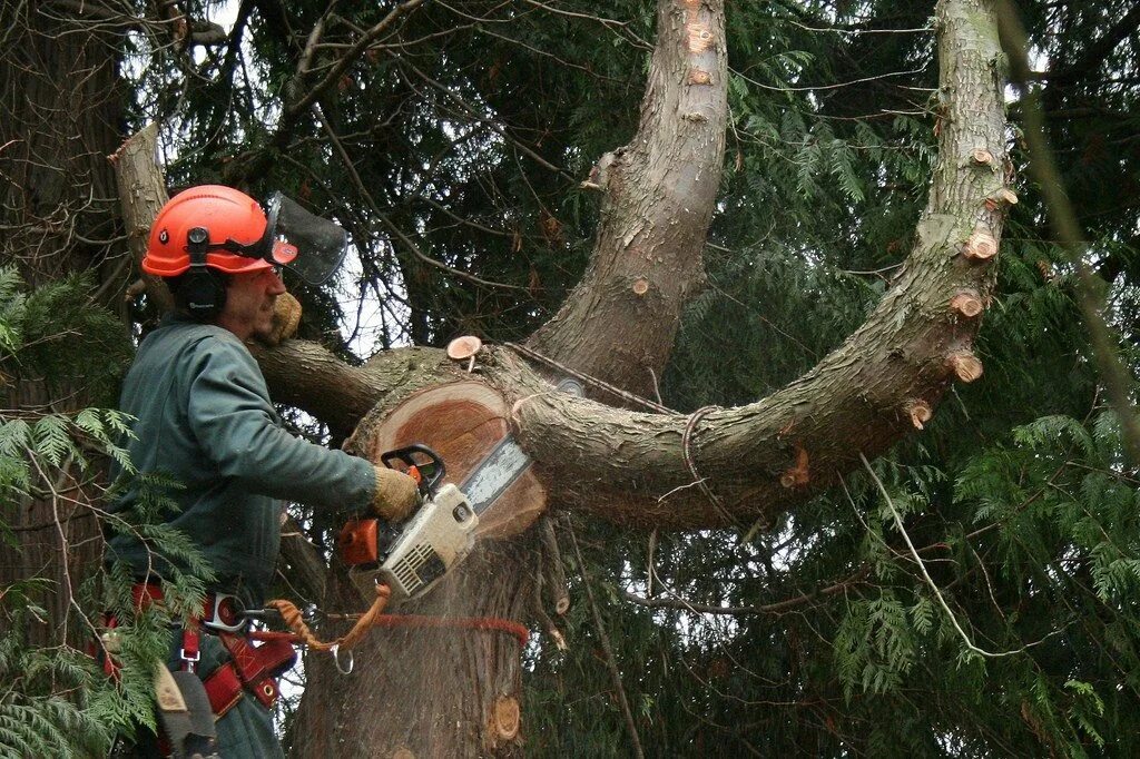 Лесоруб профессия. Валка деревьев бензопилой. Валка деревьев работ. Вальщик леса. Спиленное дерево.