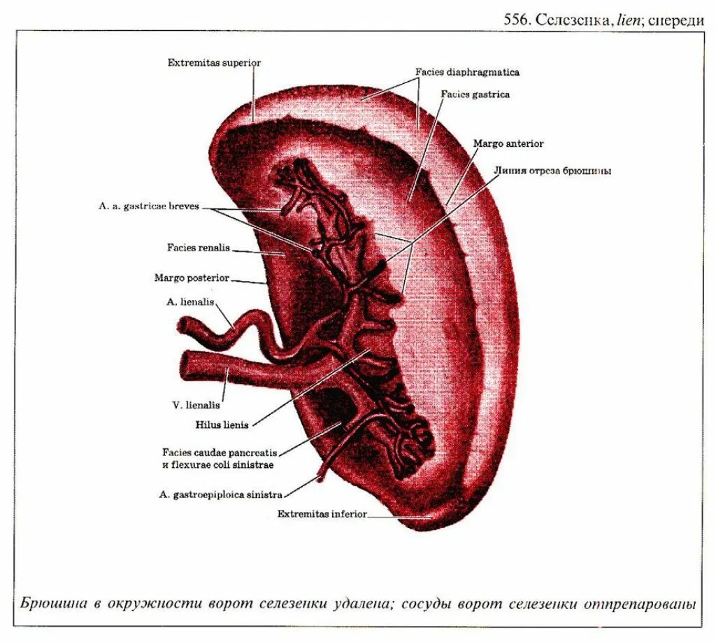 Внутренне строение селезенки. Анатомия селезенки человека атлас. Внутреннее строение селезенки схема. Селезенка анатомия топография. Какой должен селезенка