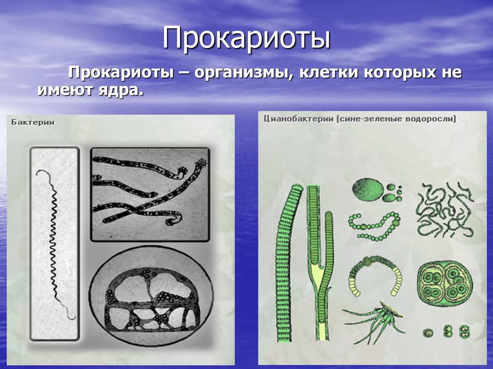 Клетки прокариот не имеют ядра