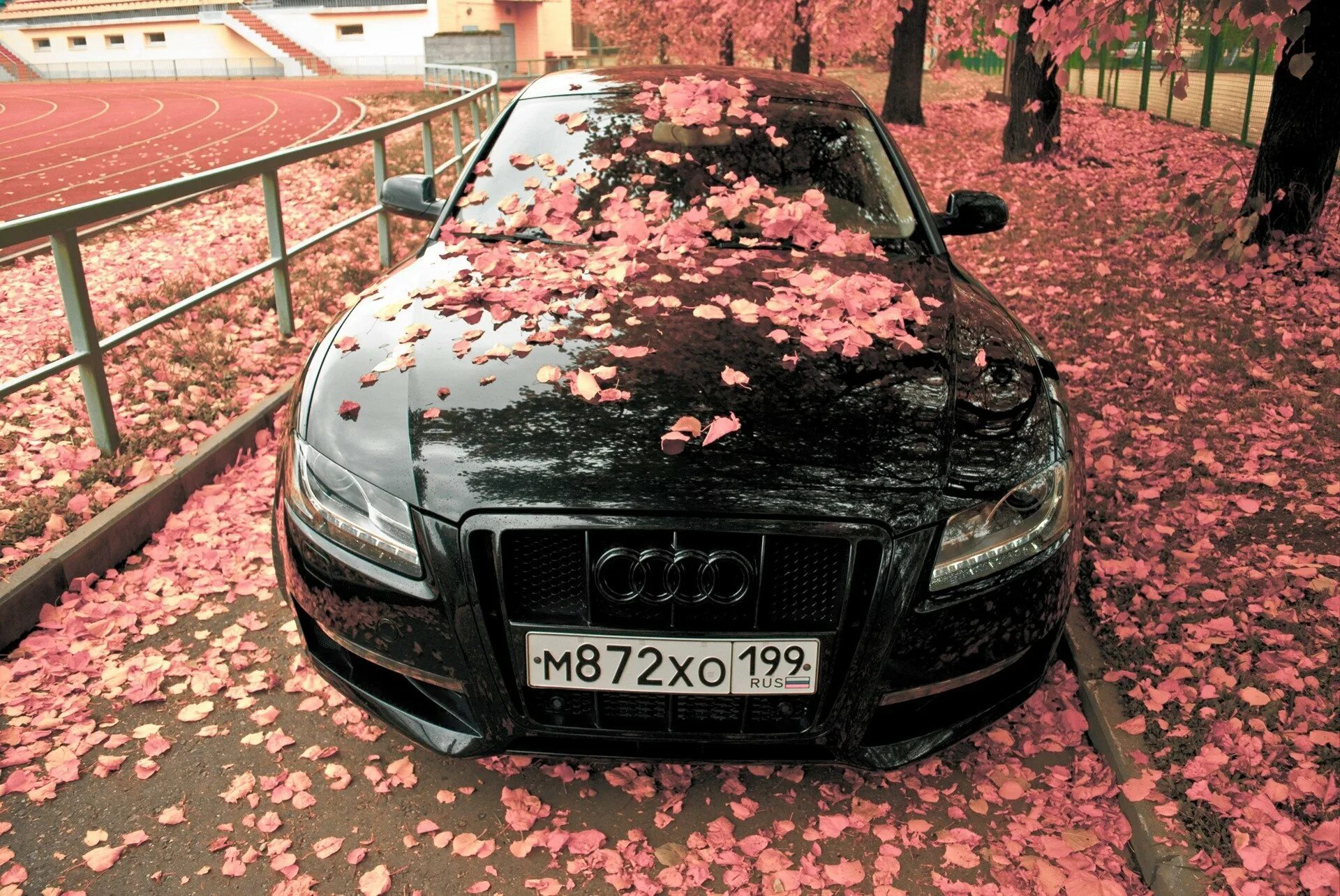 Капот в лесу. Машина с цветами. Розы в машине. Цветы на капоте машины. Черная машина с цветами.