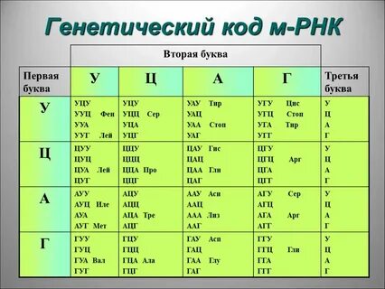 Последовательность триплетов и рнк определяет