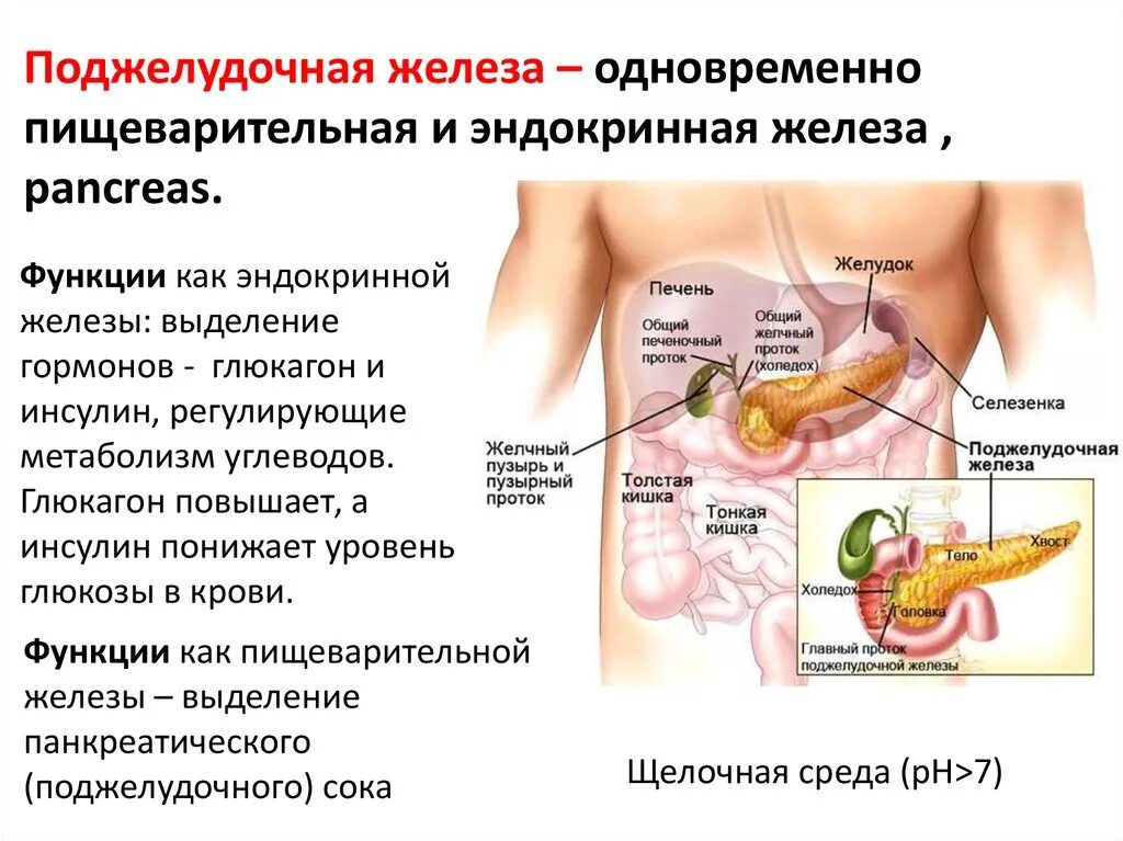 Поджелудочная железа система органов. Особенности строения поджелудочной железы таблица. Поджелудочная железа строение и функции кратко. Анатомическое строение поджелудочной железы функции.