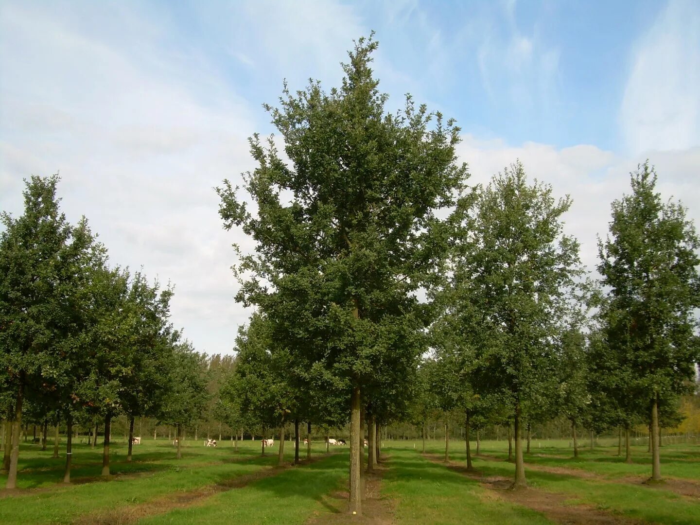 Дуб черешчатый (Quercus Robur) саженец. Дуб черешчатый (Quercus Robur). Дуб черешчатый (Quercus Robur l.). Дуб черешчатый Фастигиата костер. Диаметр дуба черешчатого