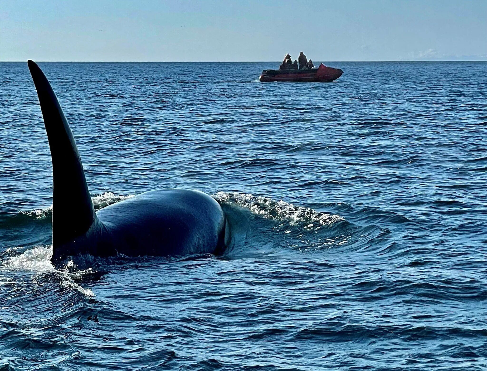 Сахалин киты. Серый кит (охотско-корейская популяция). Серый кит охотское море. Сахалин киты. Анастасия куница морской биолог.