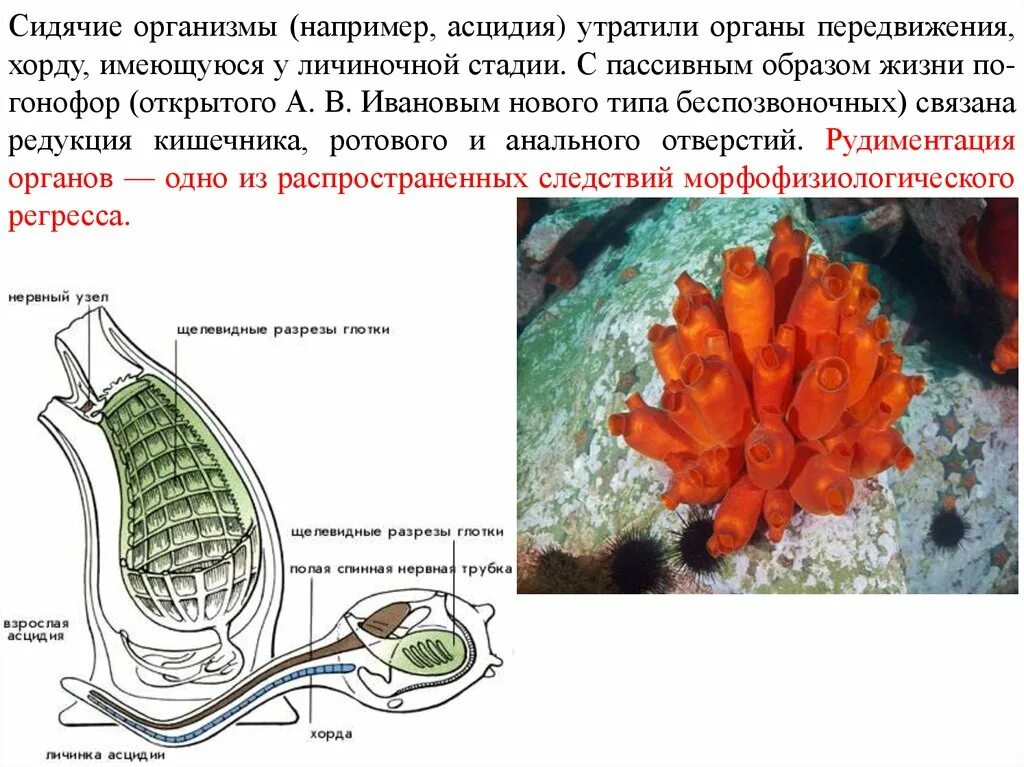 Образ жизни асцидии. Экстракт асцидии пурпурной. строение взрослой асцидии. асцидия личиночная стадия. подтип личиночно-хордовые класс асцидии.