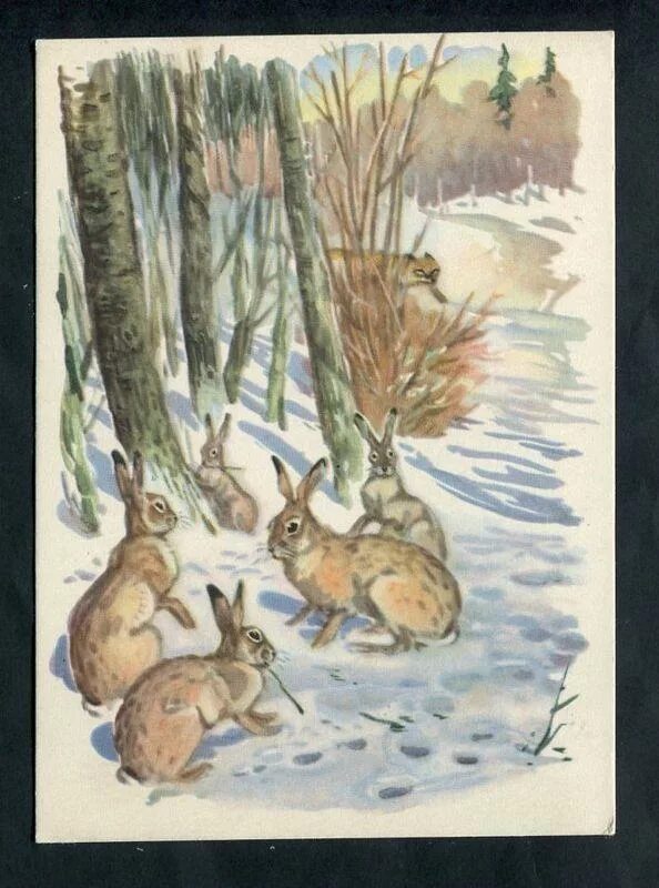 Заяц картина. Заяц кролик гравюра. Картина зайчонок. Зайцы меньшиковой. Картина зайцы п меньшиковой.