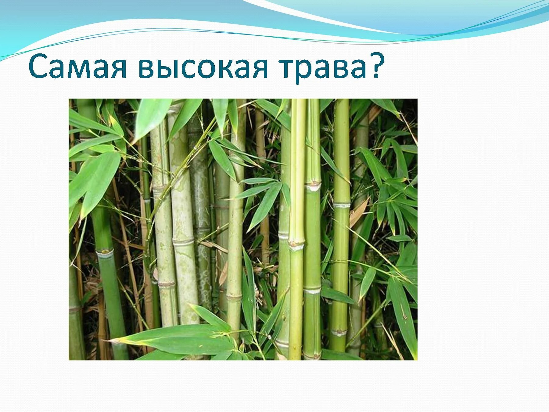 За сколько часов вырастает бамбук. Скорость роста бамбука. Рост бамбука в сутки. Бамбук растёт со скоростью. Строение бамбука.