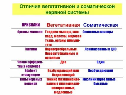 Соматическая и вегетативная работа сердца