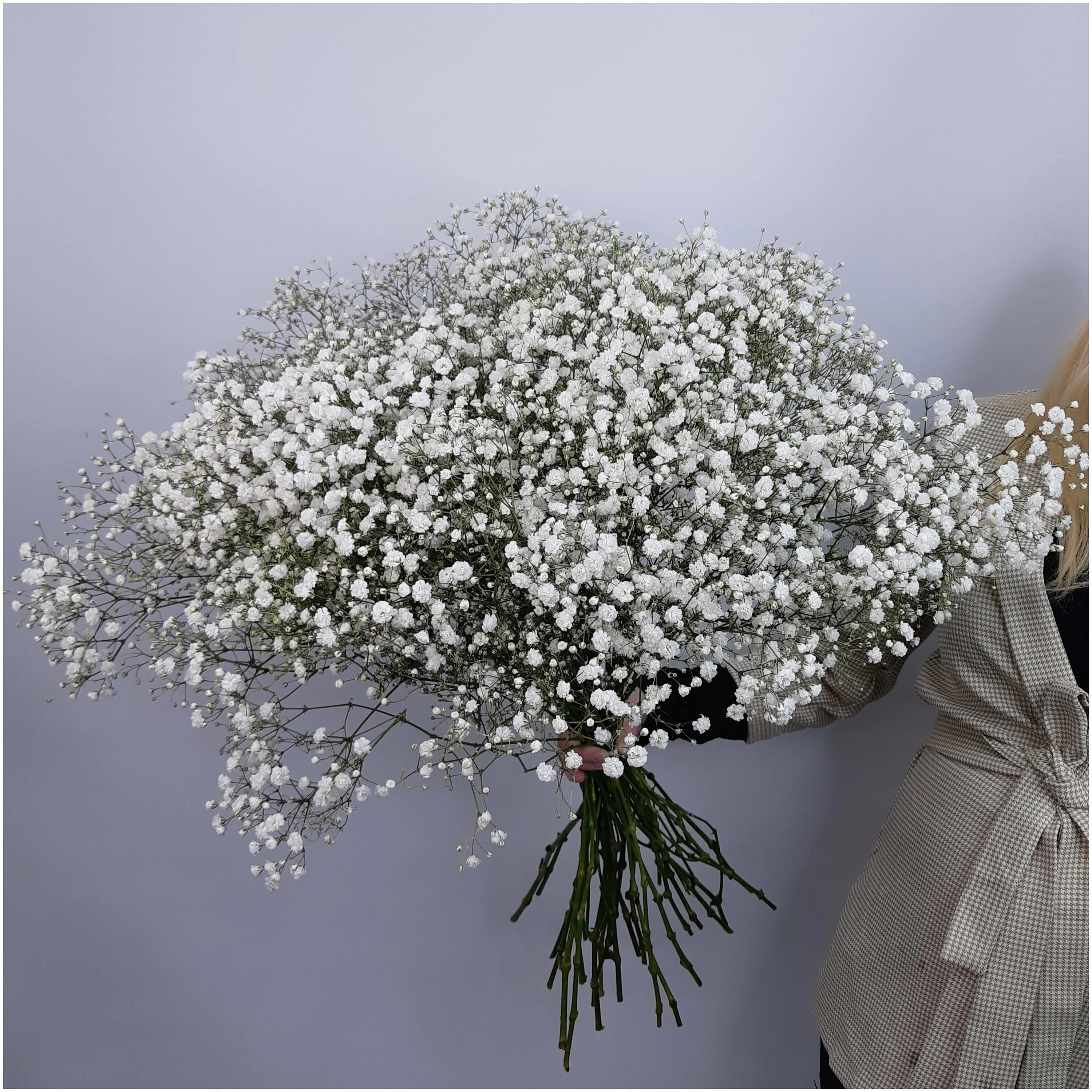 Гипсофила букет тиффани. Гипсофила элеганс. Белые гипсофилы. Гипсофила. Гипсофилы.