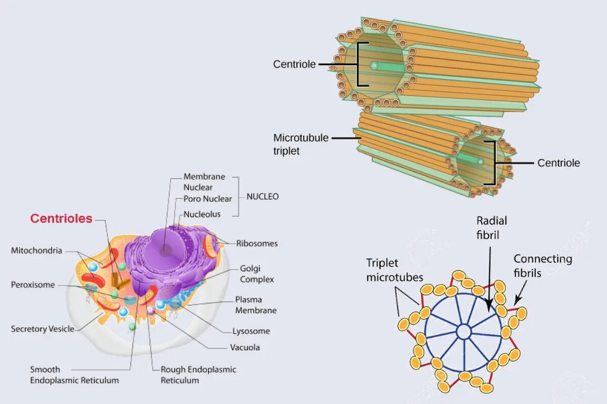 Функции центросомы. Центриоли строение. Структура центриоли. Центросома строение. Строение центриоли клетки.