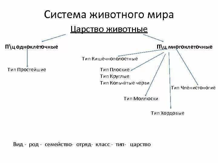 Биология 8 класс основные категории систематики животных