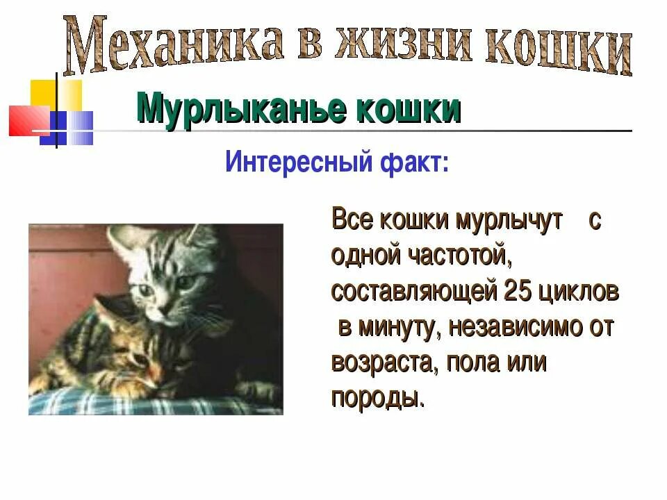 Коты мурлычут как пишется