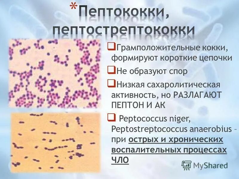 Peptostreptococcus. Анаэробные стрептококки пептострептококки. Пептококки микробиология. Грамположительные бактерии грамположительные бактерии. Анаэробные грамположительные кокки.