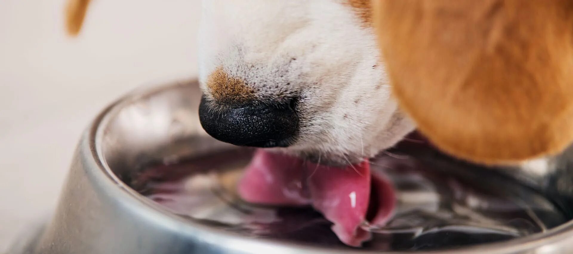 Сколько пьют щенки. Собака лакает. Собака пьет воду. Выпит собака. Пьющая собака.