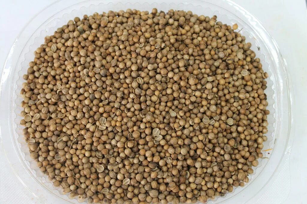 Кориандр цена. Зерно кориандра (кинза). Семена кинзы это кориандр. Кориандр Гойда. Кориандр семена (кинза) 1 кг.