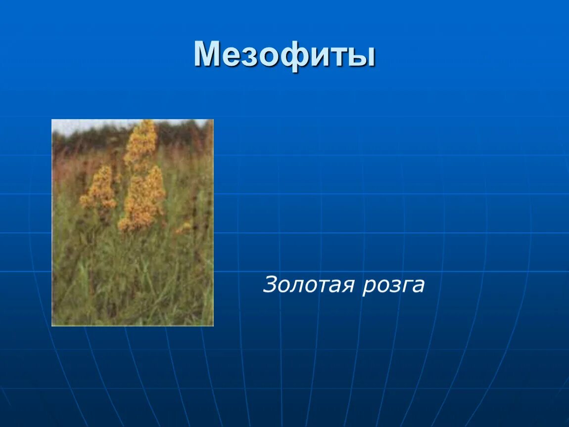 К мезофитам относятся растения