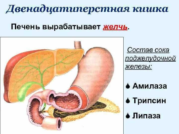 Желчь и панкреатический сок. Строение 12 перстной кишки и поджелудочной железы. 12-Перстная кишка печень поджелудочная железа строение. 12 Перстная кишка печень и поджелудочная. Двенадцатиперстная кишка и поджелудочная железа.