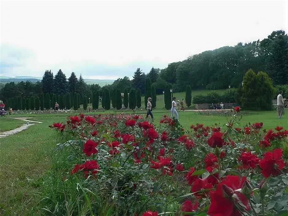 Долина роз кисловодск. Кубок долины роз. Кисловодск парк долина роз фото. Долина роз 2023 кисловодск. Долина роз кисловодск.