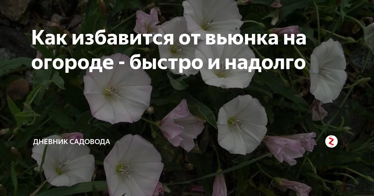 Избавиться от вьюнка навсегда