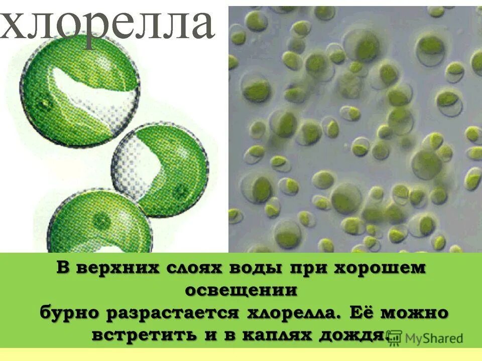 Чем хлорелла отличается от бактерии. Одноклеточная водоросль хлорелла. Зеленые водоросли хлорелла. Хлорелла водоросль биология. Строение клеток зеленых водорослей хлорелла.