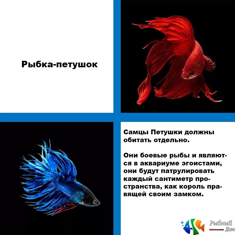 рыба петух женщина характеристика. совместимость петуха с другими знаками. рыба петух женщина характеристика. символы восточного календаря. гороскоп овен петух.