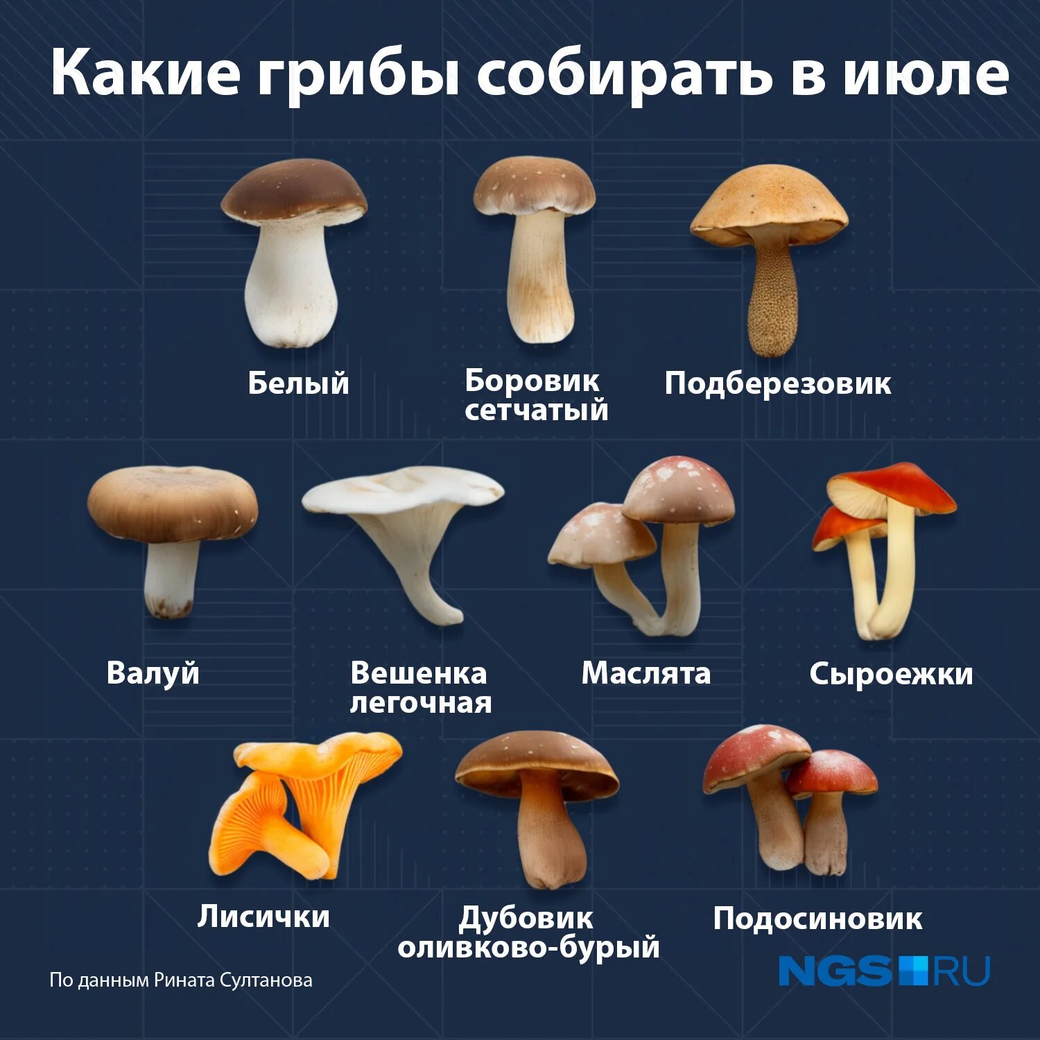 Какие грибы в начале. Какие грибы можно собирать. Разновидности грибов. Какие грибы можно собирать в лесу. Грибы в Новосибирской области.