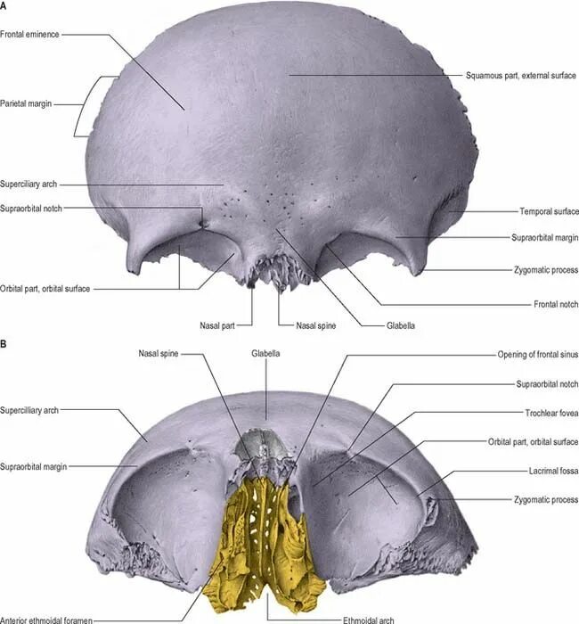 Лобная кость анатомия строение. Лобные кости черепа. Строение лобной кости. Анатомия лобной кости черепа.