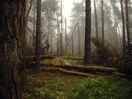 Буря в лесу