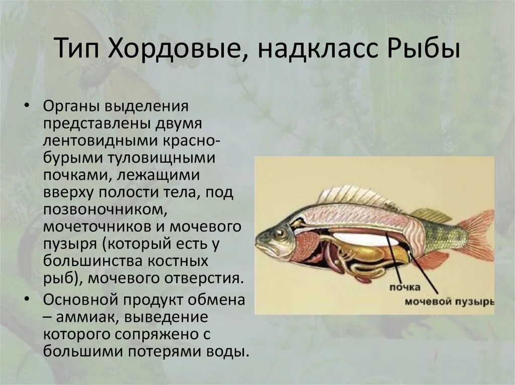 Позвоночные внешнее строение рыб 7 класс. Тип Хордовые Надкласс рыбы. Органы внешнего и внутреннего строения рыбы. Тип Хордовые класс костные рыбы. Черты усложнения организации