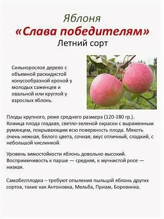 Яблоня слава описание сорта фото отзывы Яблоня на сильнорослом подвое "Слава Победителям" Картофель России