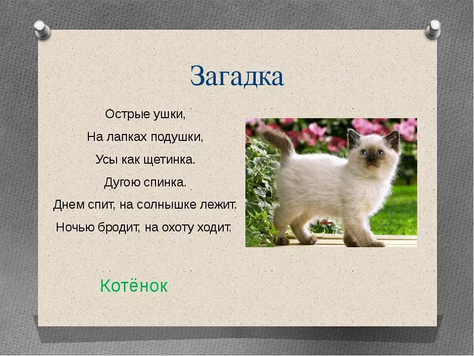 Загадка про кота для детей 6-7 лет. Загадка про кошку для детей. Загадка про кота. Загадка про котенка. Загадки про кошку для класса