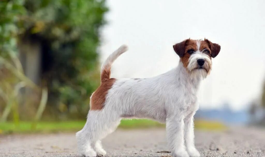 Джек рассел терьер шерсть. Джек рассел терьер шерсть. Джек рассел терьер жесткошерстный черный. Брокен рассел терьер. Джек рассел терьер шерсть.