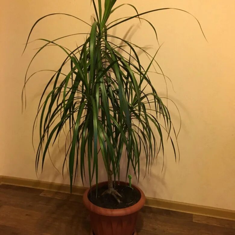 Пальма драцена. Пальма комнатная драцена. Пальма комнатная драцена. Драцена лемон лайм. Пальма драцена.