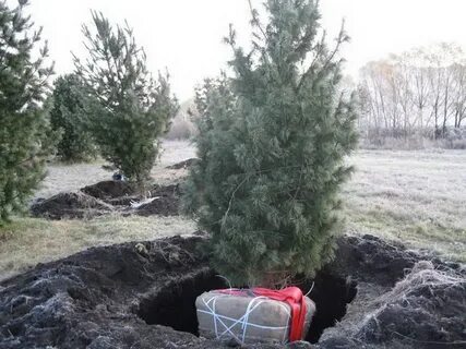 В какое время пересаживают сосны