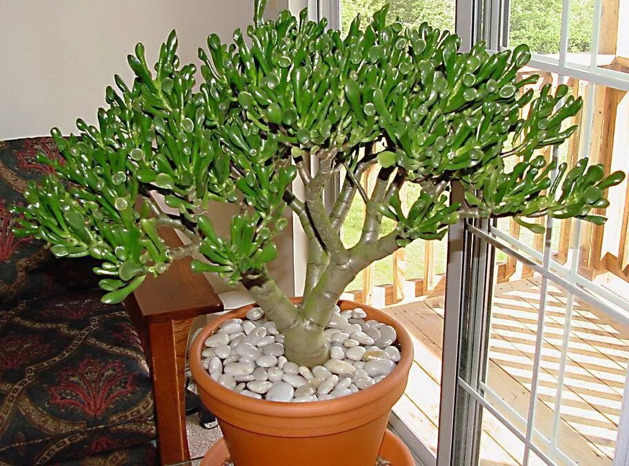 Комнатный цветок крассула фото Crassula capitella subsp. thyrsiflora (Red Pagoda) World of Succulents Red suc