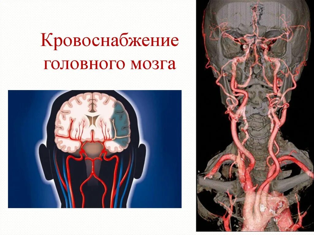 Мозговые артерии головного мозга. Кровообращение мозга. Виллизиев круг.. Кровеносные сосуды головного мозга анатомия. Кровоснабжение головного м. Кровоснабжение головноготмозга.