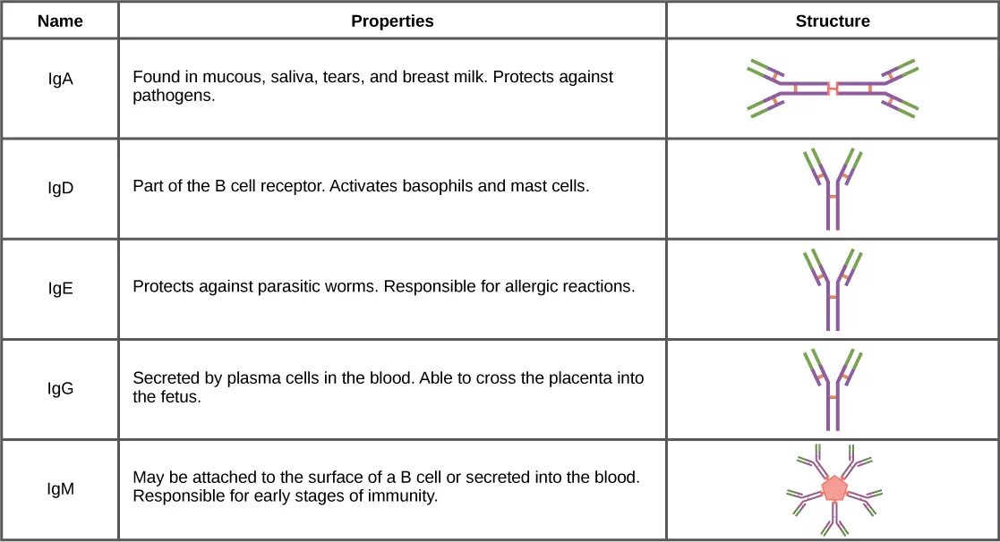 Иммуноглобулины iga igm igg. Ig a функции. Разница между IGE И IGG. Формы иммуноглобулинов рисунок. Иммуноглобулин пространственная структура.