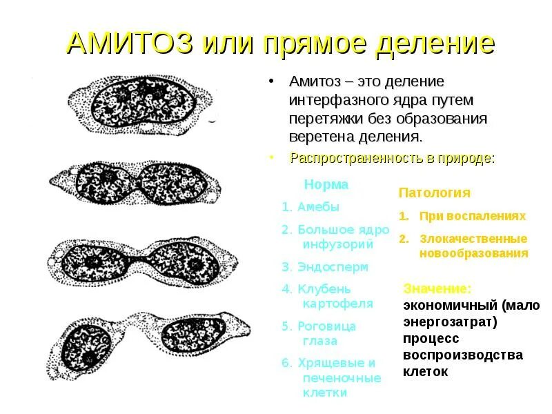 Прямой тип деления. Амитоз. прямое деление клетки. амитоз фазы деления. амитоз схема.