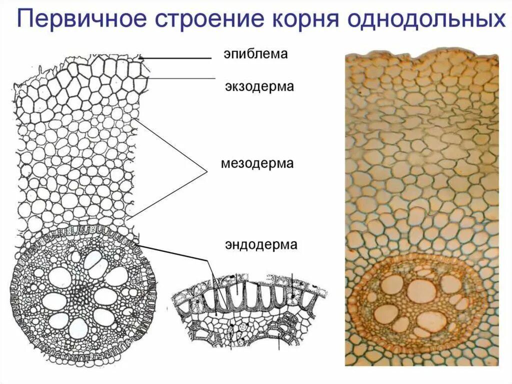 Анатомия растений ботаника. Первичное строение корня однодольного растения. Срез корня однодольного растения. Анатомический срез корня однодольного растения. Первичное строение корня двудольного растения.